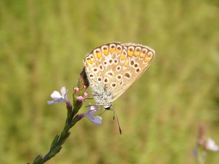 Lepidotteri del Parco del Roccolo